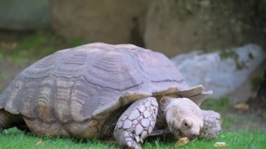 Büyük bir kaplumbağa düşen yaprakları yer. Doğa Parkı. Yüksek kalite 4k görüntü