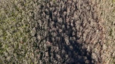 Hava fotoğrafçılığı kuru ormanı güzel bir şekilde gösteriyor. Yangından sonra orman.