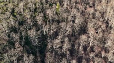 Geniş bir hava manzarası, ara sıra yeşilliklerin yanında çıplak ağaçların da yer aldığı sakin bir kış ormanını gözler önüne seriyor.