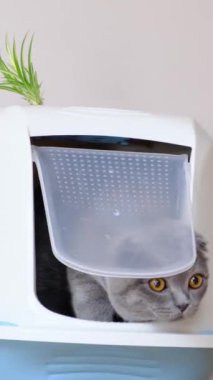 Meraklı, küçük gri bir kedi, modern çöp kutusundan dışarı bakıyor ve muhteşem meraklı doğasını gözler önüne seriyor.