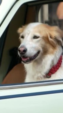 Neşeli ve neşeli bir köpek klasik bir arabanın yolcu koltuğunda mutlu bir şekilde oturuyor, saf mutluluk yayıyor.