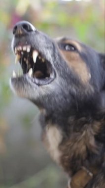 Keskin dişlerini sergileyen acımasız hırıldayan bir köpek son derece sert ve savunmacı bir duruş sergiliyor.