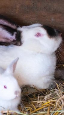 İki inanılmaz sevimli tavşan taze samanların içine rahatça yerleşmiş, neşeli ve büyüleyici doğalarını sergiliyorlar.