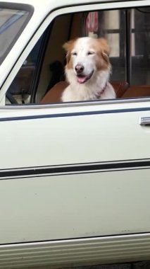 Neşeli ve oyuncu bir köpek, saf neşe ve arkadaşlığın simgesi olan antika bir arabanın penceresinden dışarı bakar..