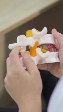 Eğitimsel kullanım ve çalışma için anatomisini vurgulayan insan omurunun kapsamlı ve ayrıntılı bir modeli