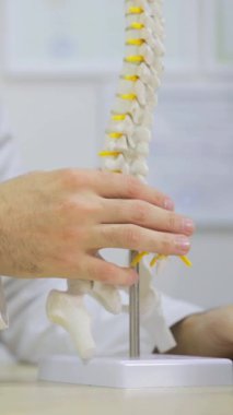 Bu anatomik model insan omurgasının karmaşık yapısını vurgular ve uygun işleme tekniklerini gösterir