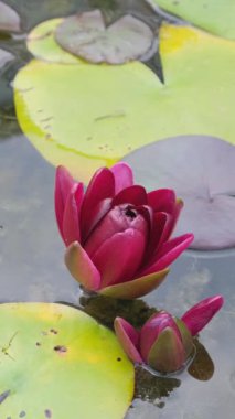 Dikey bir video, kırmızı bir nilüfer çiçeğinin, canlı yapraklarının, barışçıl bir göl üzerindeki çevreleyen yeşil yapraklarla zarif bir şekilde zıt düşüşünü resmediyor..