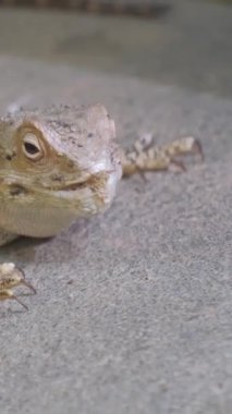 Sakallı bir kertenkele doğal ortamında oturur, meraklı bir şekilde kameraya bakar, canlı renklerini gösterir..