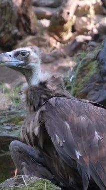 Bir akbaba kayanın üzerinde oturur ve etrafındakileri dikkatle incelerken parlak renkli bir kuş doğanın sükunetini temsil eden bir dalın üzerinde durur..