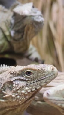 Üç iguana ve kertenkele bir dalda güneşleniyor..