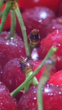 Lezzetli kırmızı kirazlar su damlalarıyla parıldıyor, tazeliklerini ve canlılıklarını mükemmel bir şekilde sergiliyorlar..