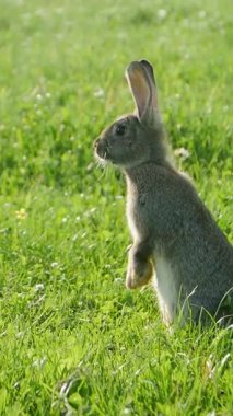 Güzel, şirin bir tavşan, yemyeşil çimlerde, parlak, sıcak güneş ışığının altında duruyor..