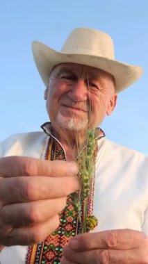 Geleneksel giysiler içinde yaşlı bir çiftçi, gururla sunar sıcak güneş ışığı altında taze bir bitki.