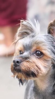 Son derece sevimli ve sevimli özelliklerini sergileyen Yorkshire Terrier 'inin büyüleyici yakın plan fotoğrafı.