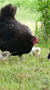 Dikey video, doğal ekolojik çiftlikteki piliçler, çiftlikteki piliçlerle tavuk. Organik bir çiftlik hayvanı çiftliğindeki serbest çiftlik tavukları yeşil çimlerde besin aramakta özgürdür.. 