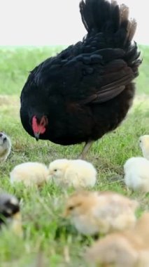 Dikey video, organik çiftlik hayvanlarının çiftliğindeki tavuklar yeşil çimlerde besin arıyorlar..