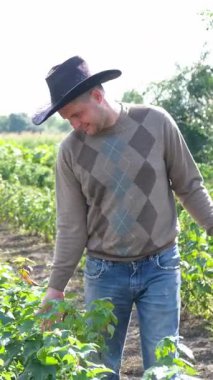 Agronomist adam bahçesindeki mahsulü inceliyor. Dikey video.