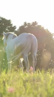 Huzurlu beyaz bir at, güneşli bir çayırda zarif bir şekilde duruyor. Etrafı huzur ve güzellikle çevrili..