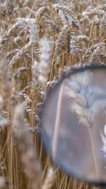 Detaylı analiz için büyüteçle buğday tarlasının yakın görüntüsü.
