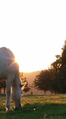 Sessiz bir tarlada inanılmaz güzel bir gün batımının altında otlayan beyaz bir at..