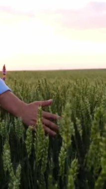 Güneş gökyüzünde batarken yemyeşil buğday tarlalarını hafifçe tarayan elleri tasvir eden sakin bir sahne..