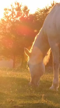 Kaygısız beyaz bir at gün batımının güzel ve sıcak altın ışığında huzur içinde otluyor..