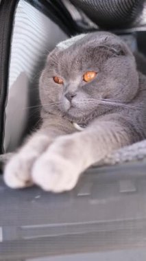 Büyüleyici gri bir kedi rahat bir yere rahatça uzanır, güzel kürkünü ve rahat tavırlarını sergiler..