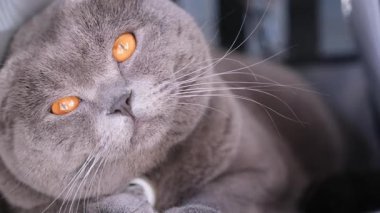 Huzurlu gri bir kedi zarif bir şekilde uzanmış büyüleyici turuncu gözlerini ve kendine özgü özelliklerini sergiliyor.