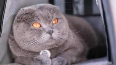 Güzel bir İskoç Katlanan kedisi zarif bir şekilde uzanır, büyüleyici turuncu gözlerini gösterir ve pofuduk gri kürkünü.