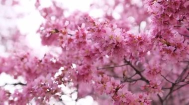 Nefes kesen bir yakın plan görüntüsü güzel bahar zamanı açan pembe kiraz çiçeklerini sergiliyor..