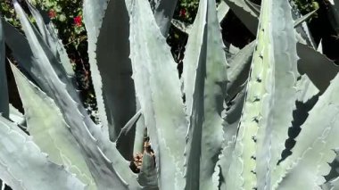 Benzersiz dokusunu ve farklı formunu güzel bir şekilde sergileyen çarpıcı bir agave bitkisinin yakın görüntüsü.