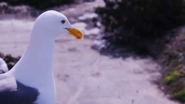 Görkemli bir martının yakın plan fotoğrafı, özgün özelliklerini yumuşakça bulanık bir arka plana vurgular..