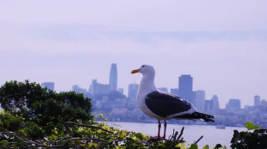 San Francisco 'nun göz kamaştırıcı silueti, arka planı çerçeveletip kentsel doğayı esir alan bir martı.