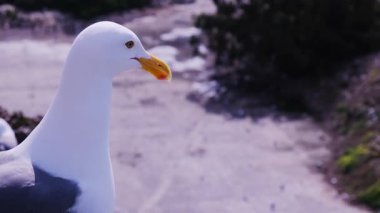 Görkemli bir martının yakın plan fotoğrafı, özgün özelliklerini yumuşakça bulanık bir arka plana vurgular..