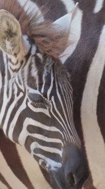 İki zebra birbirine yakın durur. Nazikçe sokulurlar ve sevgi dolu sosyal davranışlar sergilerler. Siyah ve beyaz çizgileri vahşi doğada güzel bir görsel uyum yaratır. Dikey video