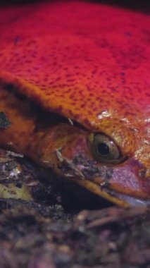 Canlı bir kırmızı kaplumbağa yemyeşil ve renkli bir doğal ortamda huzur içinde yatar. Vahşi hayatta bulunan eşsiz cazibe ve canlı zıtlıkları vurgular. Dikey video