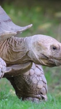 Büyük bir kaplumbağa çimlerin üzerinde yürür ve ot yer. Hayvanlar. Yüksek kalite 4K görüntü. Dikey video.