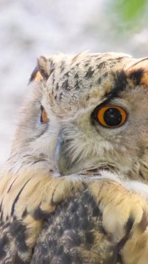 Başını çevirip doğrudan kameraya bakan bir baykuşun yakın çekimi. Büyüleyici bir an, çarpıcı 4K kalitesinde kaydedildi. Dikey video.