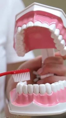 Diş fırçalama tekniklerinin yanı sıra ağız sağlığı eğitimini gösteren detaylı bir diş modeli.