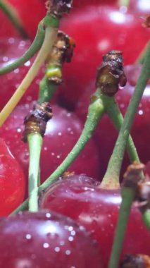 Taze yıkanmış kirazların yakın plan görüntüsü, canlı renkleri ve parıldayan su damlacıkları.