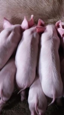 Sevimli domuzlar annelerinden emziriyorlar. Çiftlik ailelerinin derin bağlarını güzellikle sergiliyorlar.