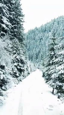 Huzurlu ve sakin bir kış manzarası karla kaplı bir yolu gözler önüne seriyor. Uzun çam ağaçları tarafından güzel çerçevelenmiş.