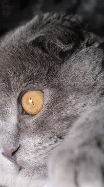 Benzersiz ve çarpıcı gözlerini güzel bir şekilde gösteren İskoç Katlayan kedinin büyüleyici bir görüntüsü.