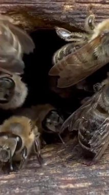 Bu, yoğun arıların kovanlarına dönerek doğadaki önemli rollerini sergiledikleri yakın çekim görüntüsü.