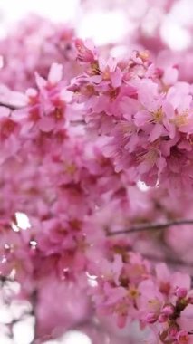 Canlı, pembe kiraz çiçeklerinin tam çiçeklenme görüntüsü ilkbaharın güzelliğini ve tazeliğini yakalıyor. Dikey video