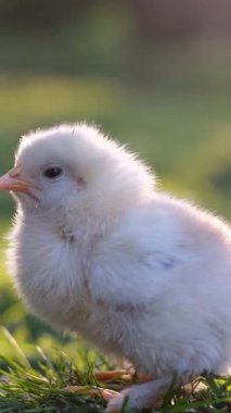 Şirin, tüylü bir civciv yemyeşil çimlerin üzerinde duruyor, güneşin yumuşak sıcaklığının tadını çıkarıyor.