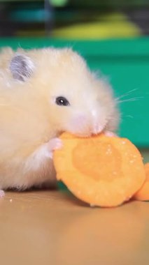 Lezzetli, lezzetli bir havuç dilimini kemiren tüylü küçük hamster, tapılası hayvan davranışlarını sergiliyor..