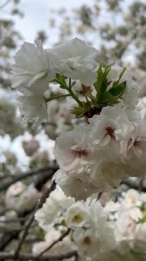 Kiraz çiçekleri zarif bir şekilde beyaz ve pembenin canlı tonlarında doğanın narin ve zarif güzelliğini sergiler..