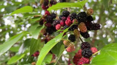 Canlı dutlar, etrafları yemyeşil yapraklarla çevrili dallar üzerinde güzelce olgunlaşıyor..
