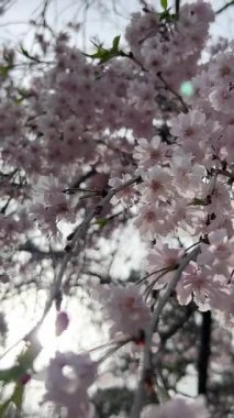 Gerçekten sakin bir ortamda, yumuşak ve güzel bir ışığın altında kiraz çiçekleri..